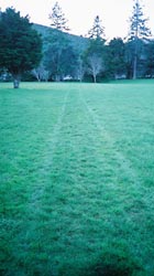 ２本の筋がくっきり