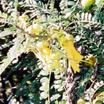 黄色の可愛い花です