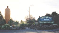 ニンジンは７ｍくらいあります