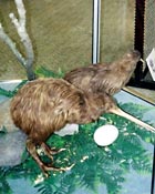 丸々してるのだ♥