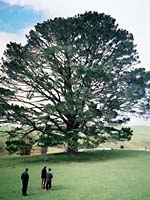 パーティツリー