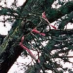 風に揺れる赤いリボン…