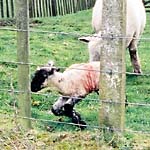 ひぃ！生まれたて！