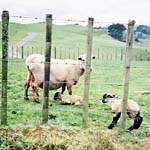 た、立った…！！